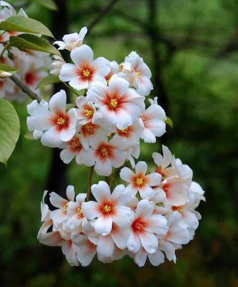 五月是油桐花的季节,油桐花美景图片