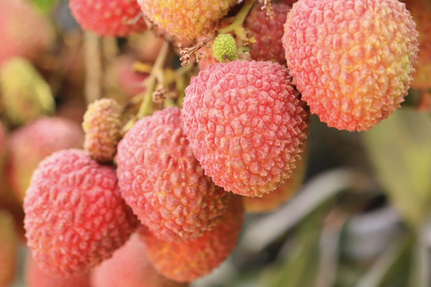 国内最好荔枝品种排名榜,十大最好吃荔枝排名及成熟期