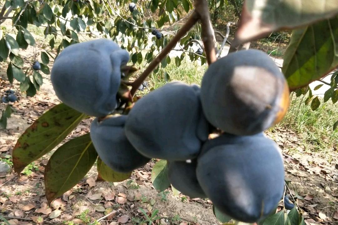 广西恭城月柿,桂林月柿