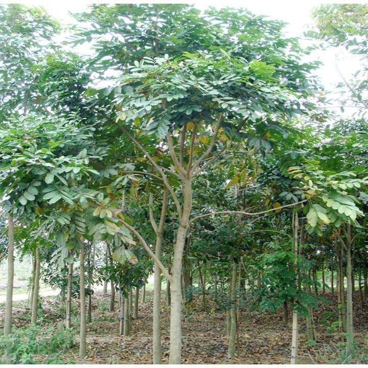 桃花心木属于什么档次木材,黄檀木珍稀木材