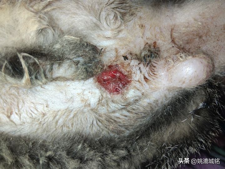 猫乳腺破溃,猫的肛门腺破溃怎么治疗