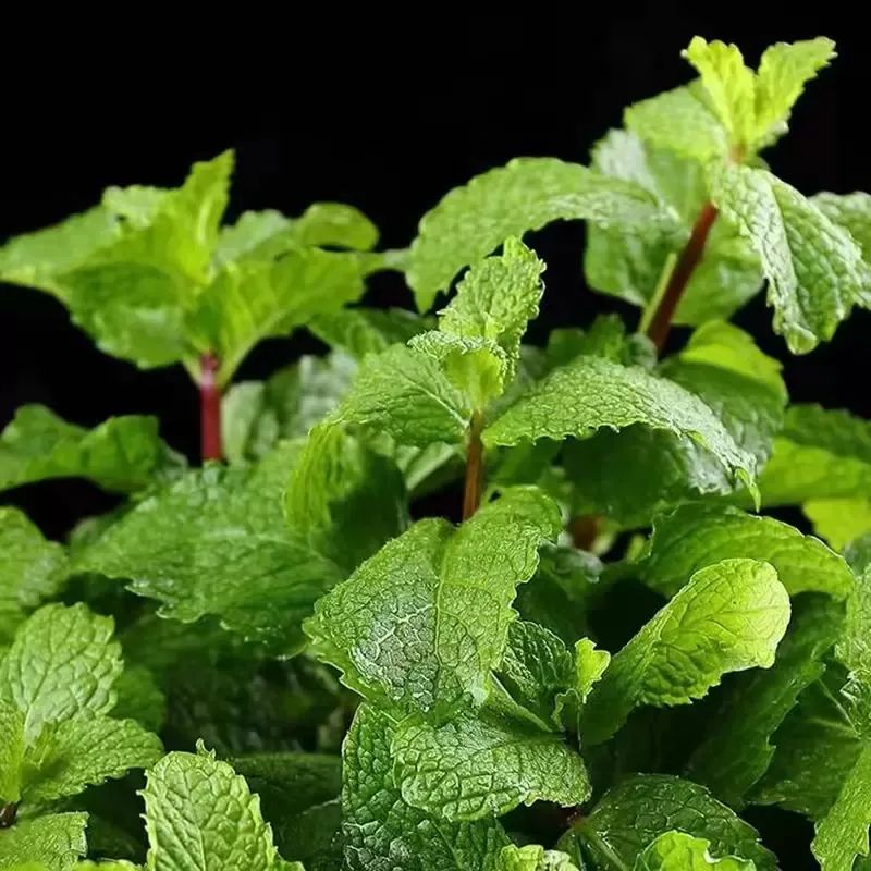 薄荷盆栽冬季怎么养护和管理,冬天薄荷室外怎么养