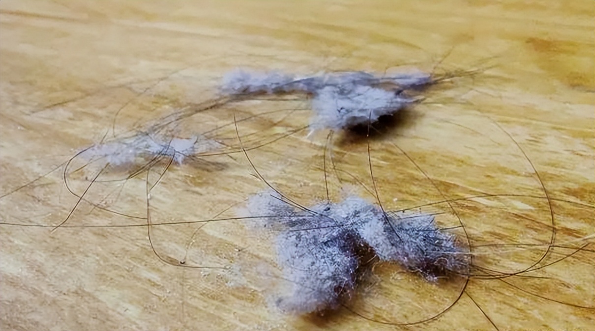 屋里的毛絮怎样打扫干净,家里毛絮太多怎么打扫