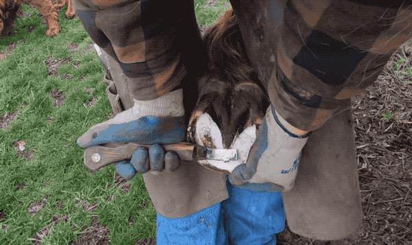 马为什么要钉马蹄铁,给马钉马蹄铁的视频