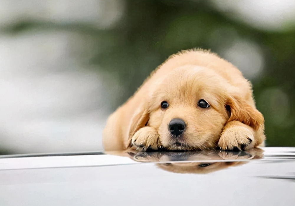 宠物狗一般几个月来姨妈,宠物狗来姨妈了能洗澡吗