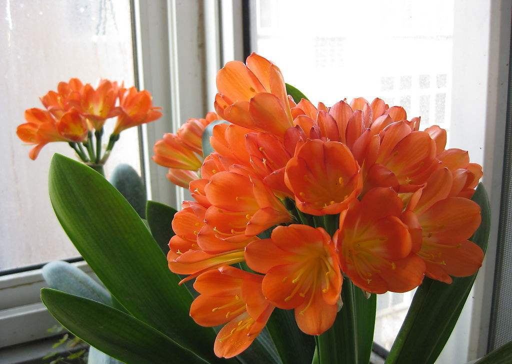 4种花适合新手养漂亮好养,20种坑人的花