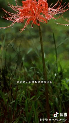 关于顶流如何崛起,曾经的顶流真的过时了吗