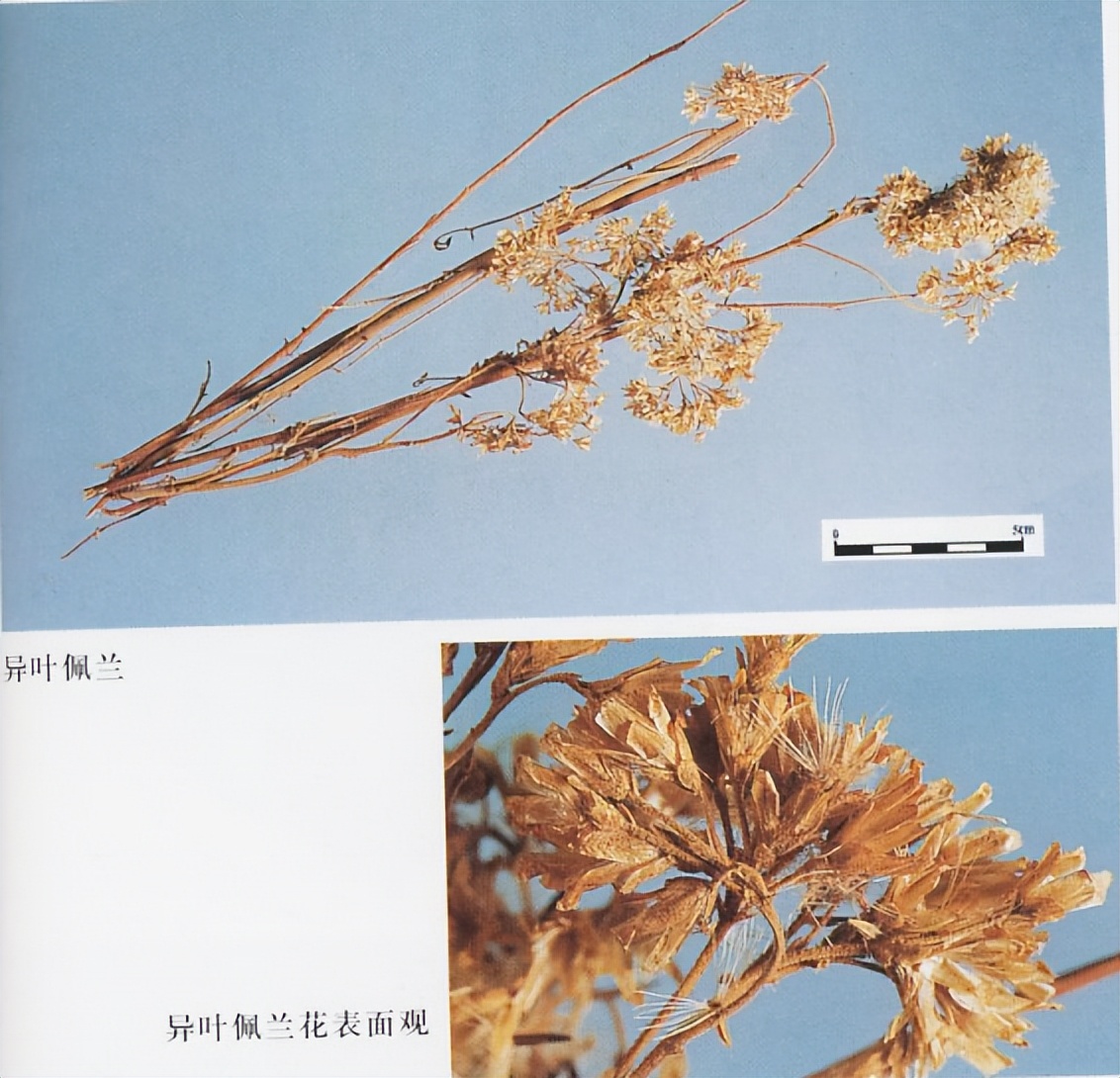 带你识别仙鹤草,带你识别茜草