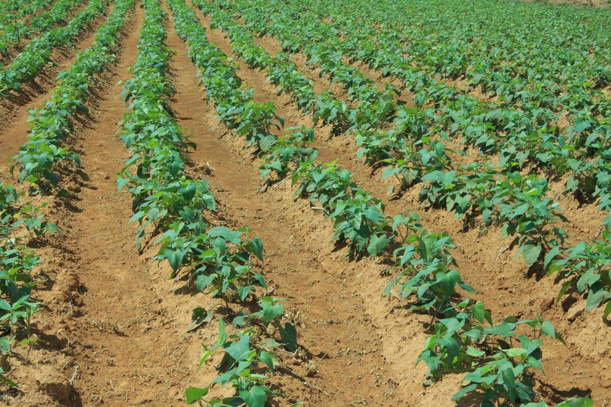 红薯地里的杂草用什么除草剂,红薯田怎么防治地下害虫