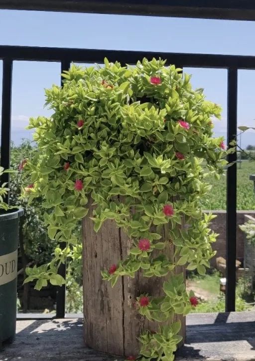 5种“爱喝醋”，6月一杯醋，黄叶不见了，开花一整年！