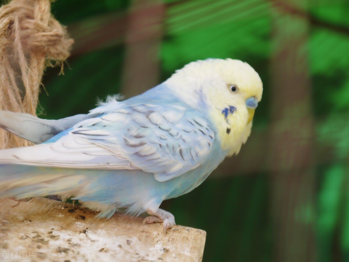 玄凤鹦鹉吃什么增重,玄凤鹦鹉怎么养增重更快