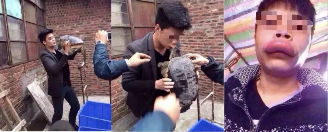 买了一只乌龟有什么预兆,路边800块钱买6只大乌龟