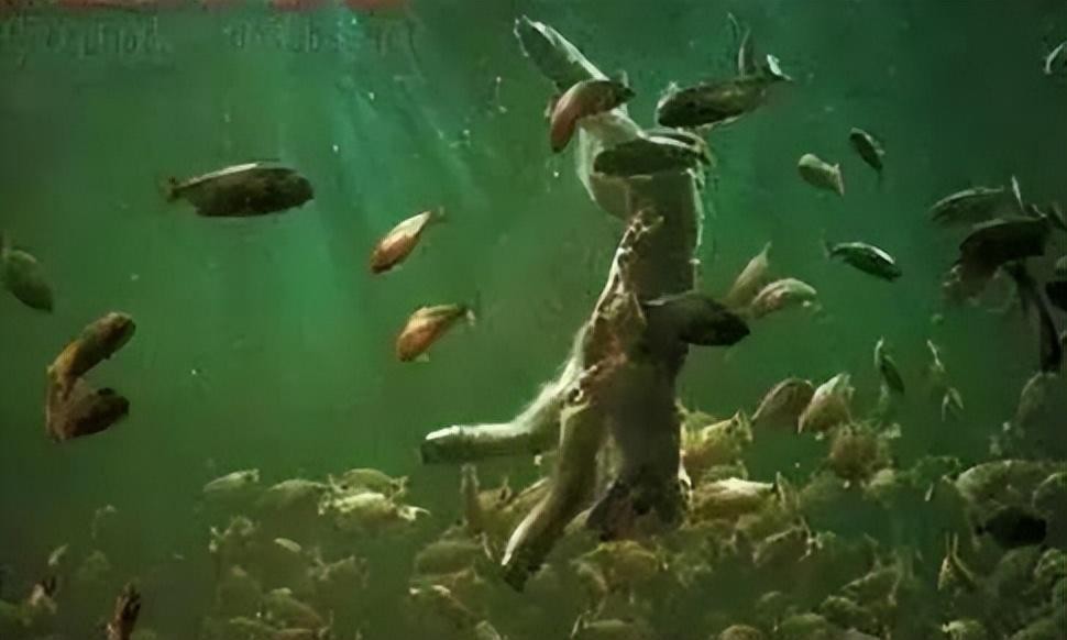 地球上最大的史前蛇,地球最大的水蛇