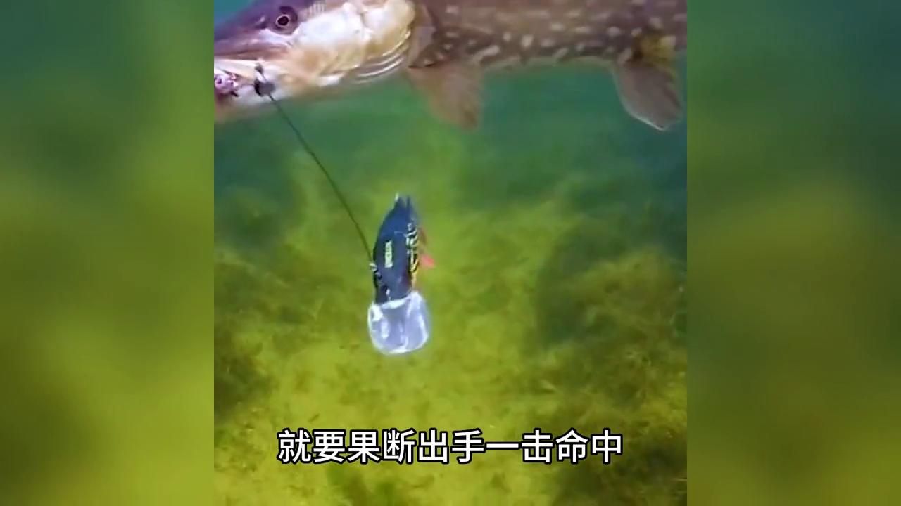 梦到钓鱼有什么寓意,梦到钓鱼是什么意思而且鱼很多