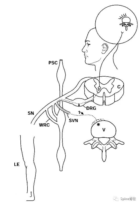 脊柱神经支配疼痛区域,脊柱神经支配的脏腑