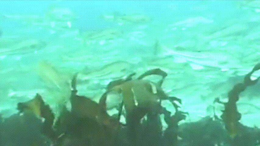 为什么鳕鱼卖的那么便宜,为什么买的鳕鱼特别松散