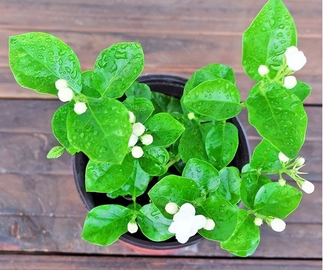 怎么养茉莉花开花多,茉莉花如何养开花不断