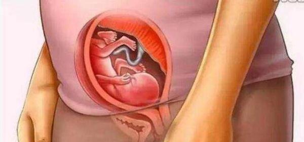 母爱伟大！十张图带你看胎儿成长的壮丽过程