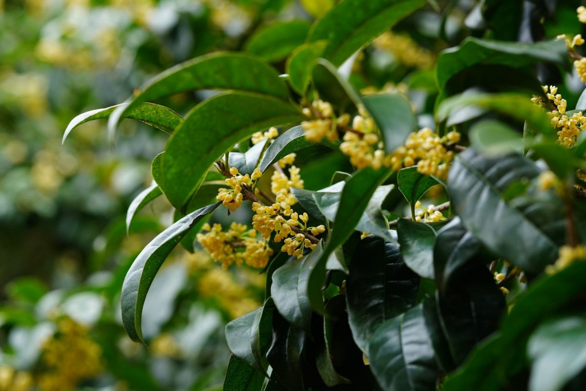 科技护住自然本色艺福堂锁鲜桂花升级上市