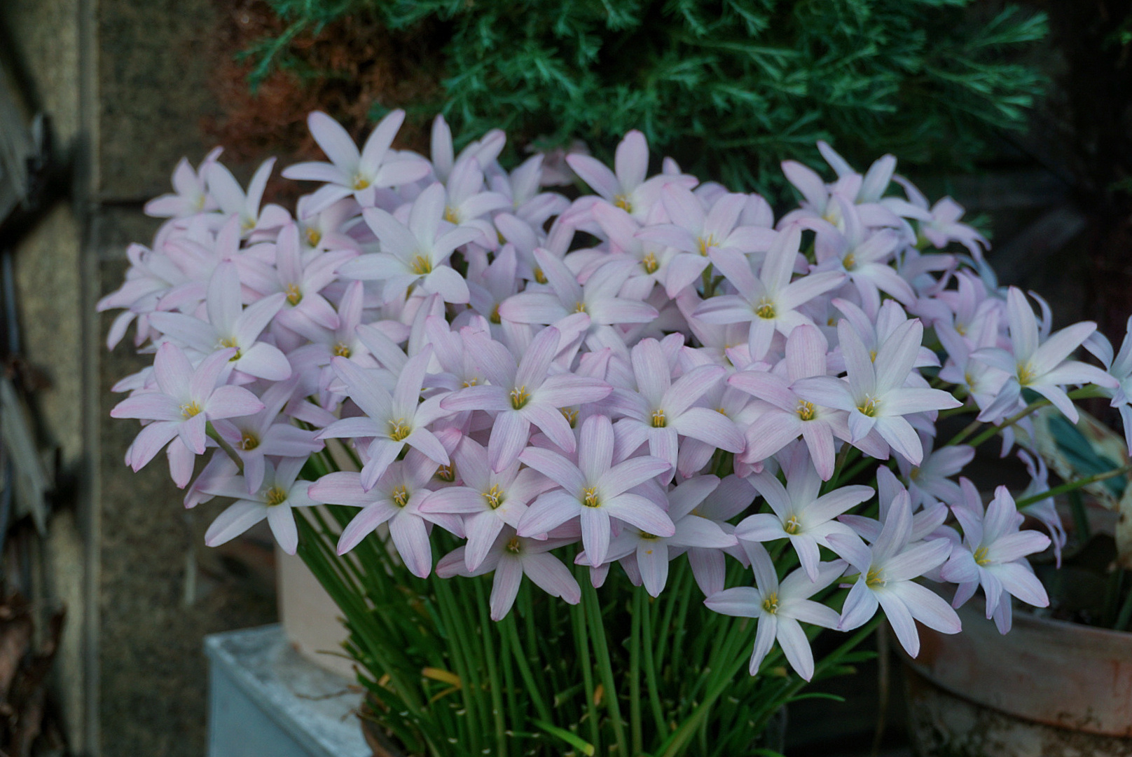 浪漫且美丽好养的花,初恋适合养的花