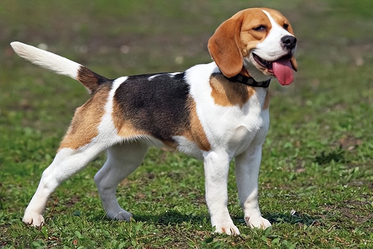 哪个品种的狗狗又好养又乖巧懂事,建议新手养的10种便宜狗狗不掉毛