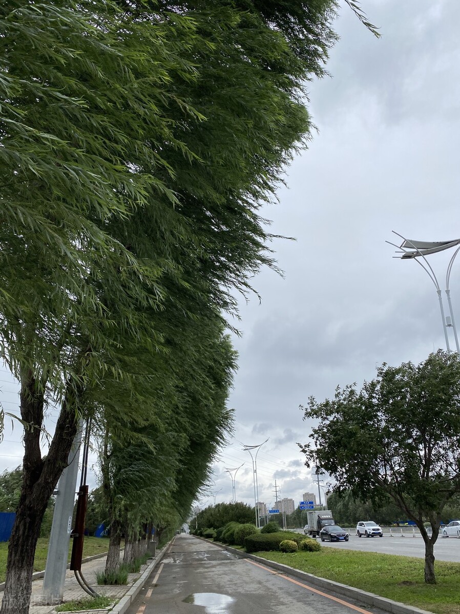 风吹杨柳万千条选段,风吹杨柳万千条指什么生肖