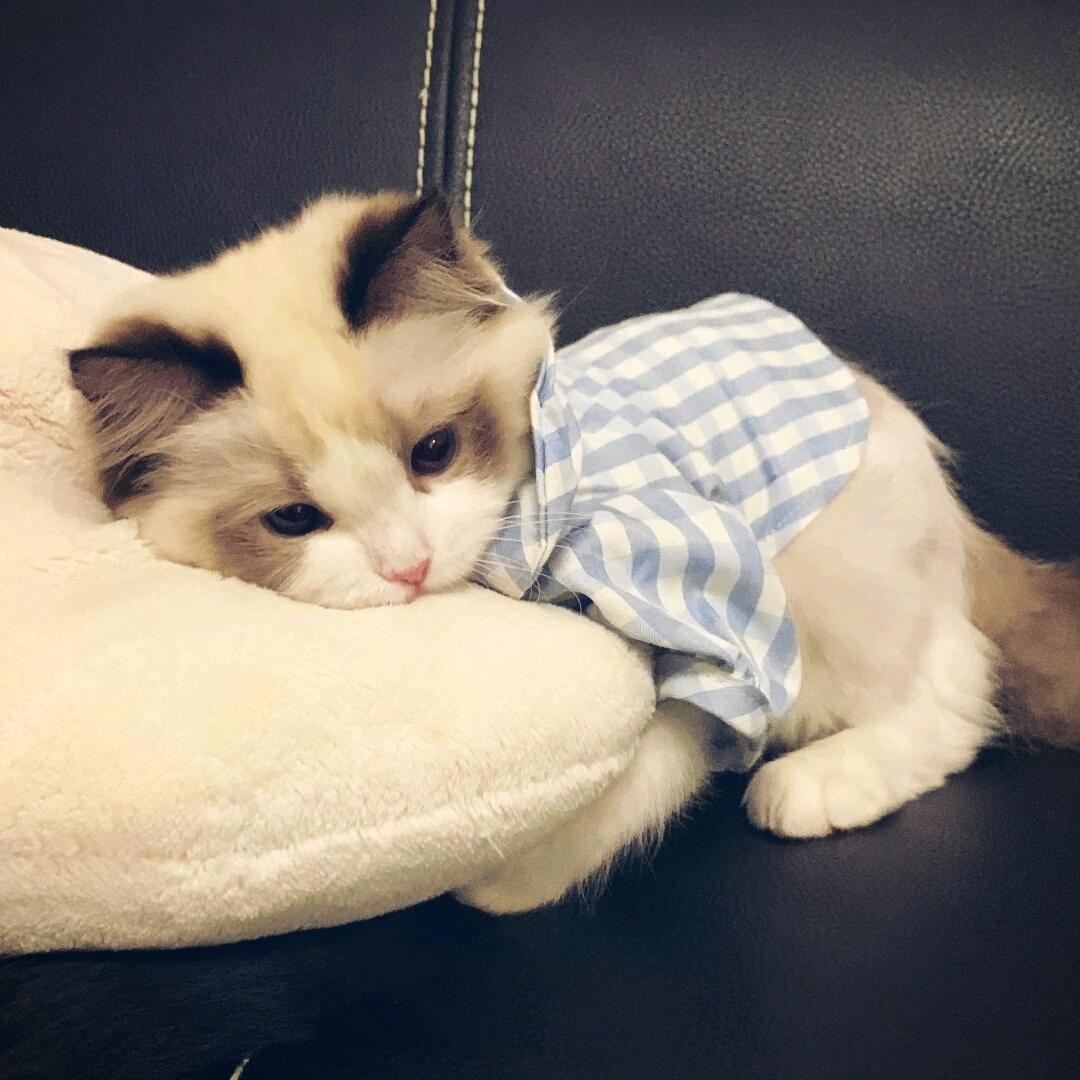 萌萌小猫头像大全可爱,动物头像猫咪可爱