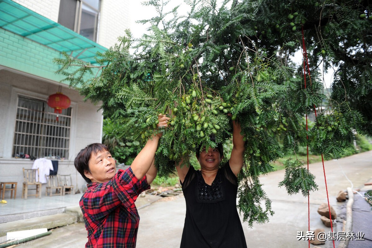 中国特有干果,中国特有的坚果香榧