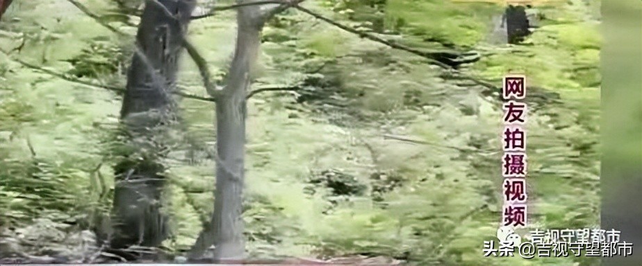 开车遇到行人鸣笛不礼让怎么办,开车遇到熊拦路