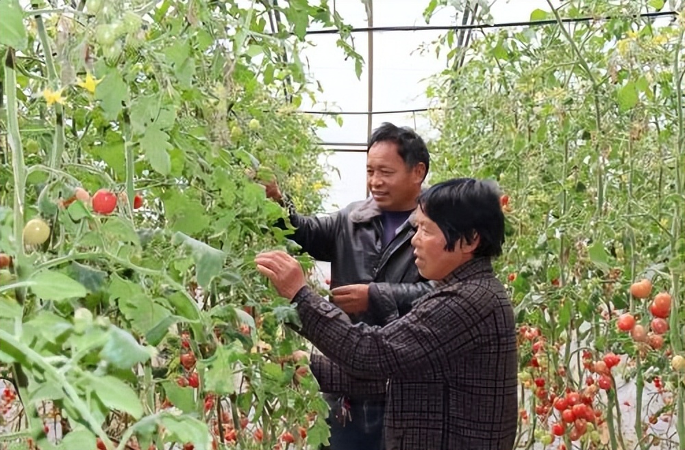 商洛洛南崔雪峰：“智雁创富”托起乡村振兴致富梦