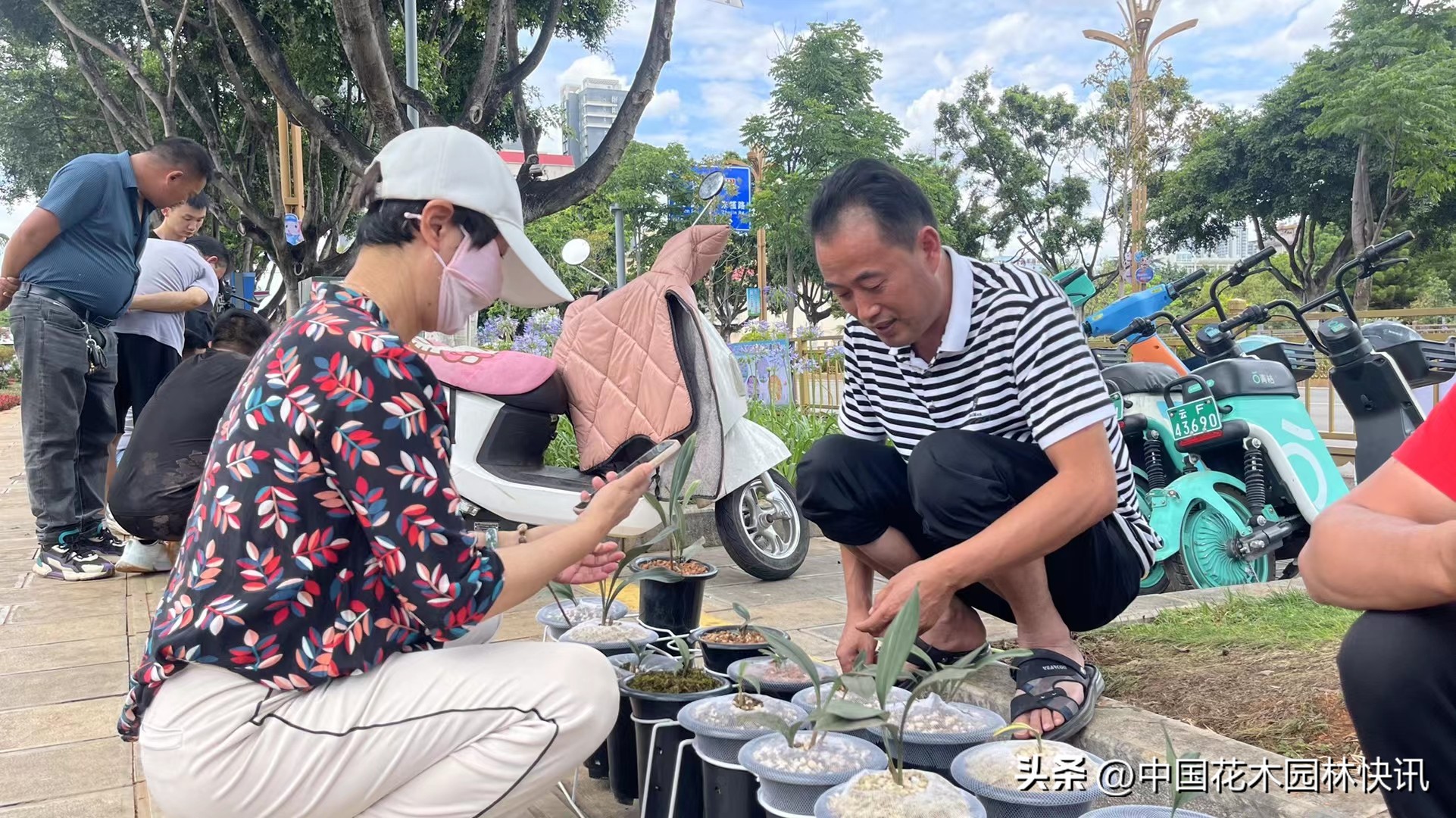 两岸一家亲共筑兰花梦中国玉溪首届兔耳兰展成功举办