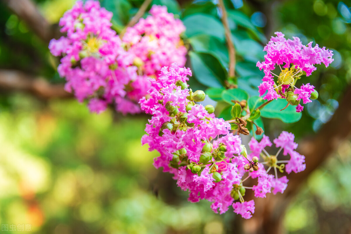 心种慈悲胸怀天下,心种善缘必结善果