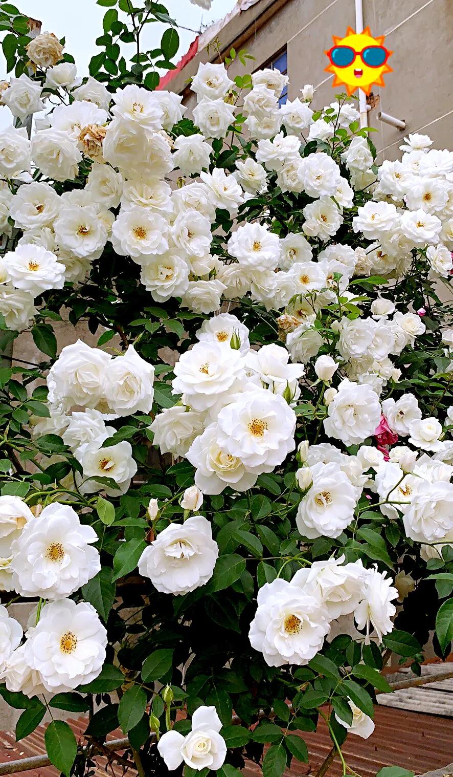 白花月季汇粹：白雪公主、藤冰山、婚礼之路、波莱罗、加百列