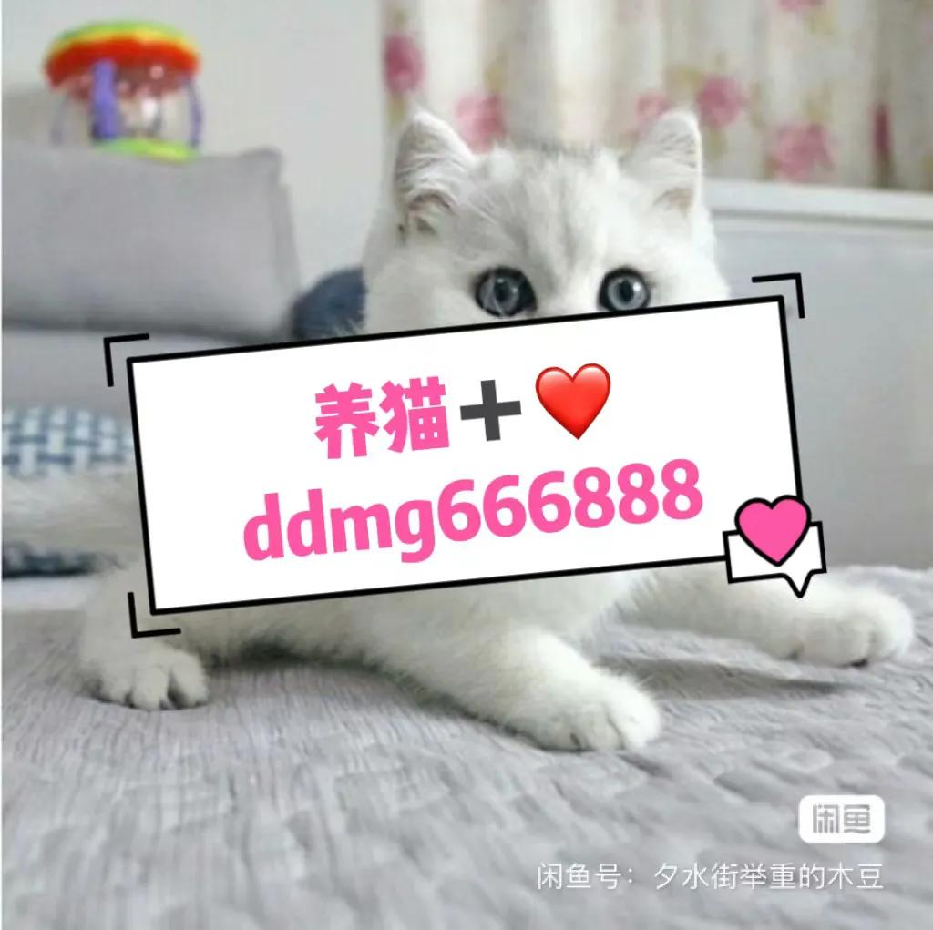 新手养猫在哪里买最合适,想养猫应该从什么渠道入手