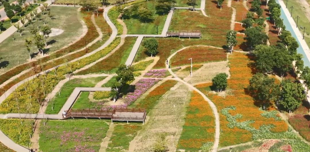 武汉随处而见的花海美景,武汉金黄花海