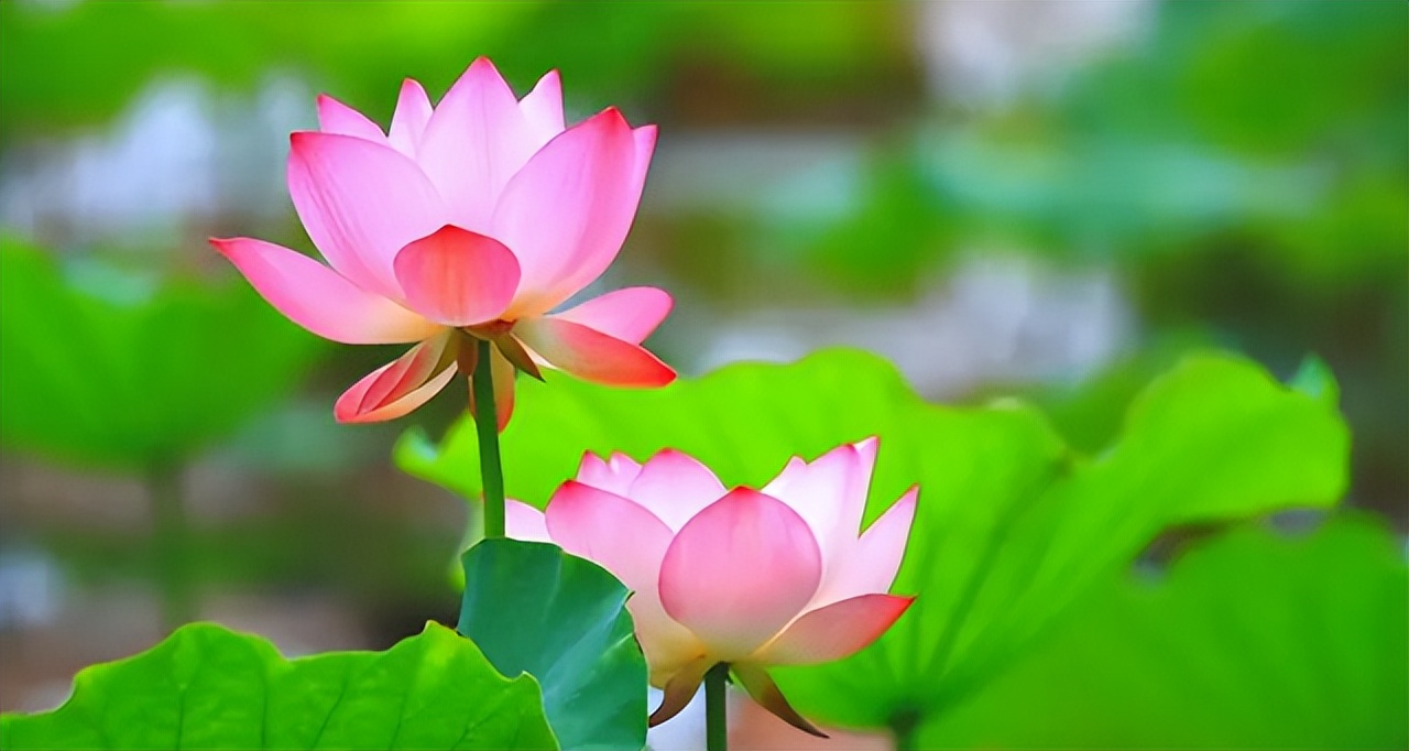 夏日荷花的唯美句子,荷花的唯美意境句子素材