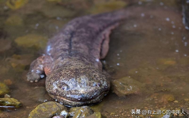 揭秘秦始皇地宫之秘视频,秦始皇陵地宫民间传说