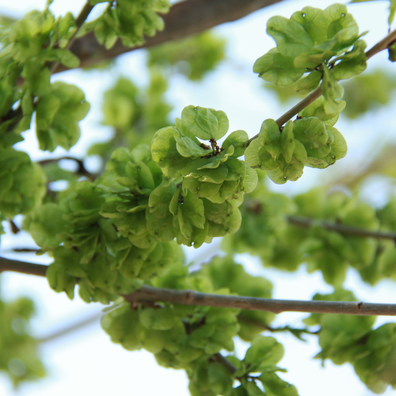100种野菜大全图解,认识100种野菜视频大全完整版