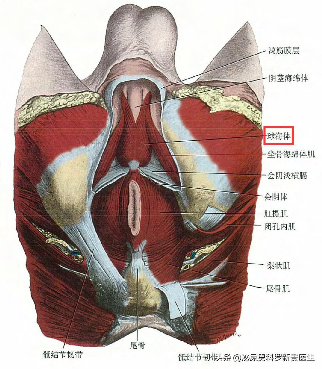 为什么男生尿完会抖一下,男生尿完为什么要抖