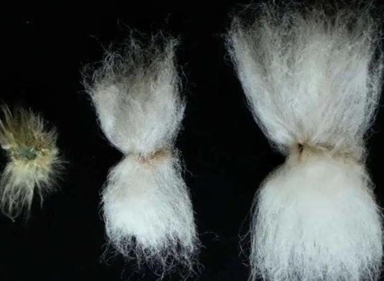 鉴别黑心棉的有效简单方法,如何有效的辨别黑心棉