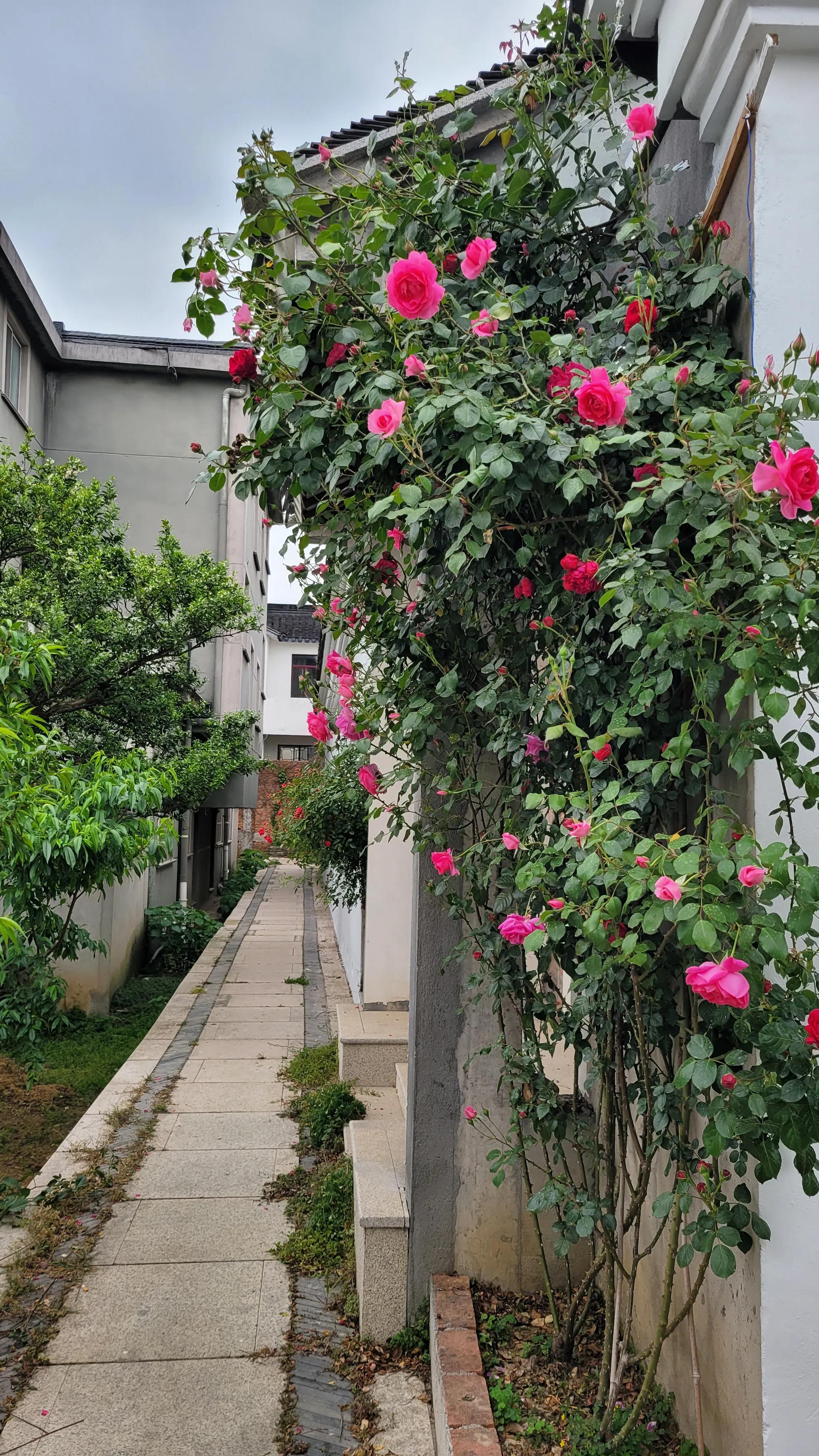 东山杨湾古村看杏叶,东山杨湾古村怎么进去