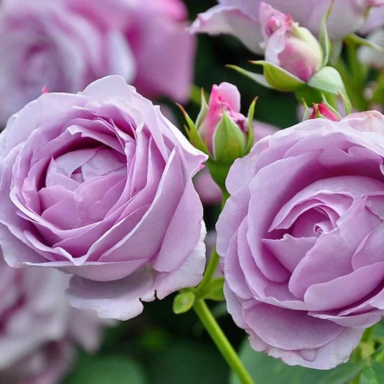 月季美图100张,月季花唯美高清图片大全