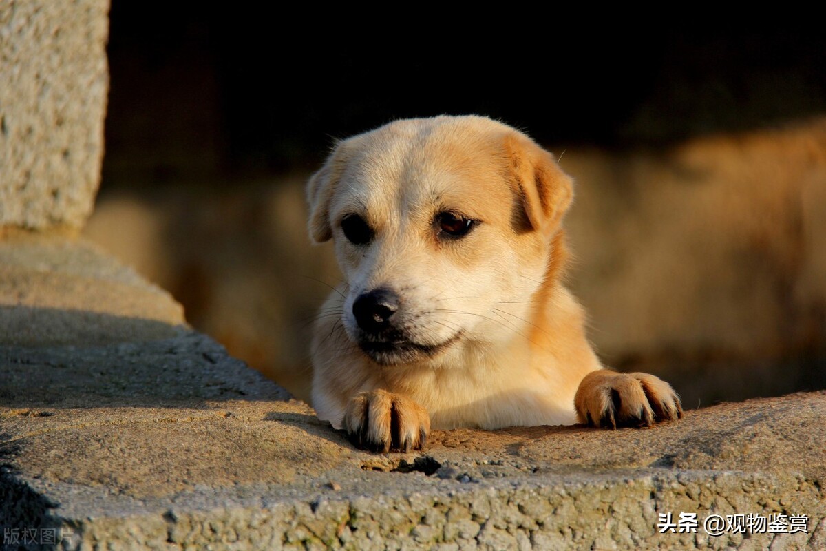 小狗伤心了怎么哄,小狗怎么跑进窝里表达小狗很兴奋