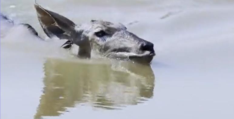 蜜獾在巴西蛇岛大战毒蛇,蜜獾啃食剧毒毒蛇