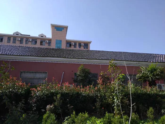 红叶石楠树篱怎么养护,红叶石楠树篱