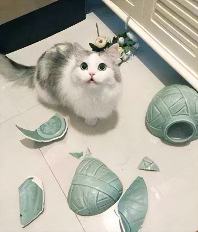 猫的智商最高的是什么品种,从猫喝水的姿势就能看出它的智商