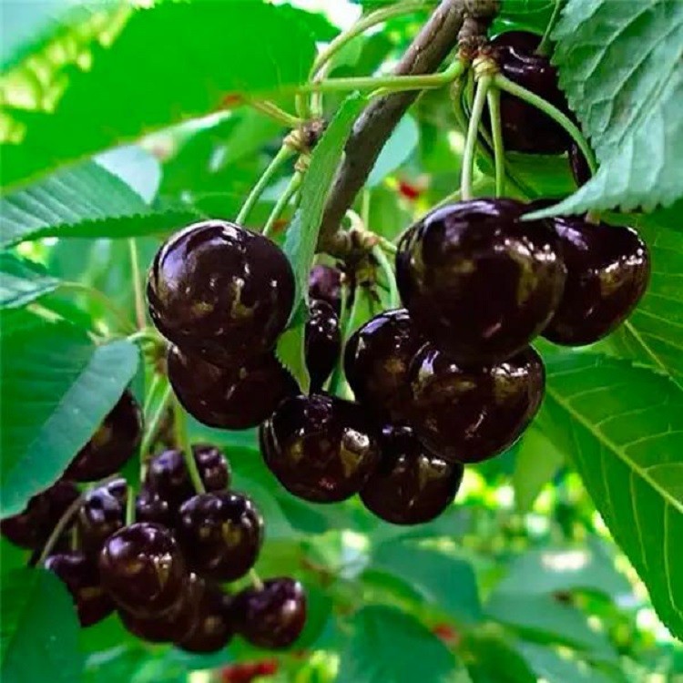 苹果和车厘子的故事,苹果和车厘子是高糖水果吗