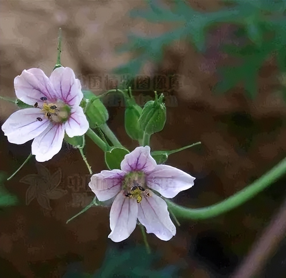 植物识别小口诀，总结的太全了！