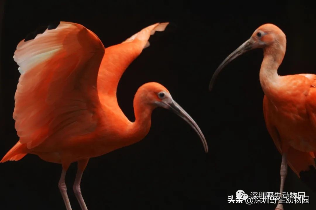 苗鸟怎么读,苗疆蛊事