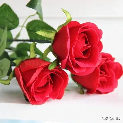 分享玫瑰花的图片,最美的玫瑰花送给最漂亮的你图片
